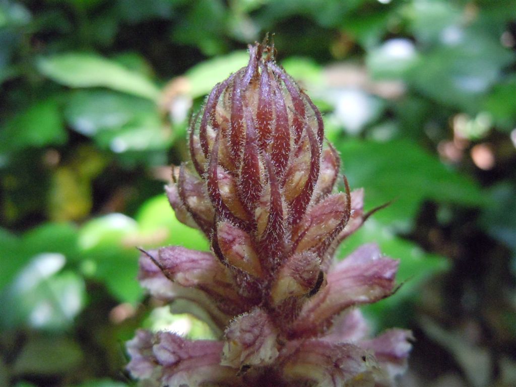 Orobanche hederae / Succiamele dell''edera